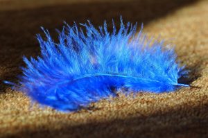 feather on carpet